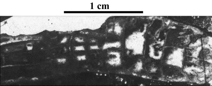 Paratype of Ceratothecia carniolica type species of the genus