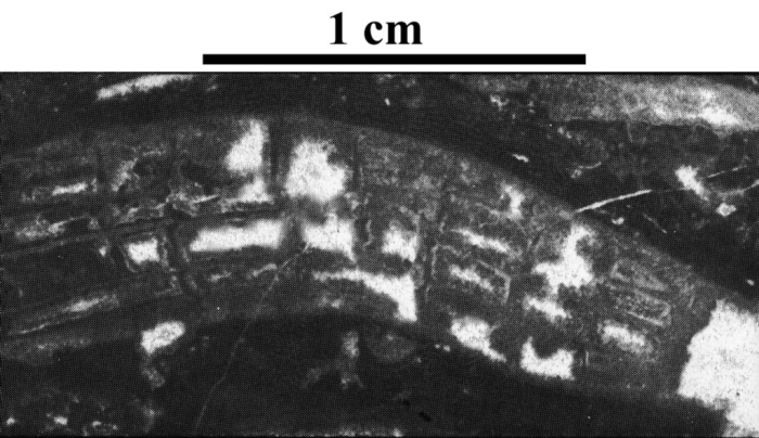 Paratype of Ceratothecia carniolica type species of the genus