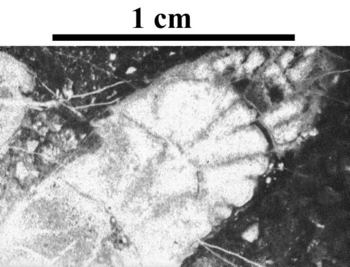 Holotype of Ceratothecia carniolica type species of the genus