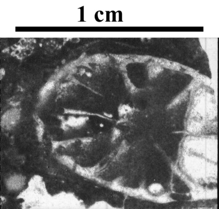 Holotype of Ceratothecia carniolica type species of the genus