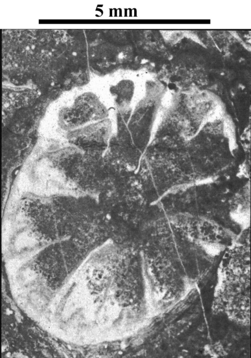 Holotype of Ceratothecia carniolica type species of the genus