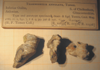 intial syntypes of Thamnosmilia annulata type species of the genus