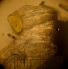 Lectotype of Thamnosmilia annulata type species of the genus