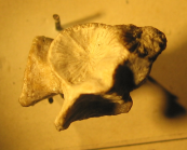 Paralectotype of Thamnosmilia annulata type species of the genus