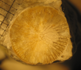 Paralectotype of Thamnosmilia annulata type species of the genus