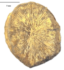 Lectotype of Thamnosmilia annulata type species of the genus