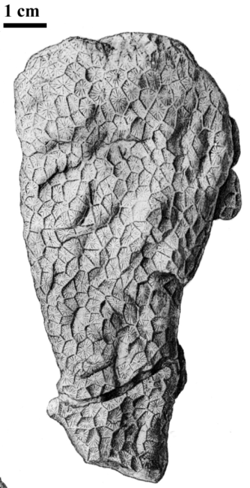 Original figure of Connectastrea gregoryi type species of the genus in Koby 1904