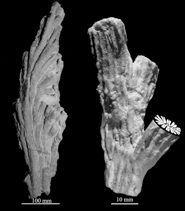 Left: top of a colony of Aplosmilia spinosa. Right: detail of a part of branches of Aplosmilia spinosa