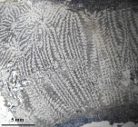 Periseris elegantula type species of the genus
