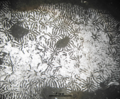 Periseris elegantula type species of the genus
