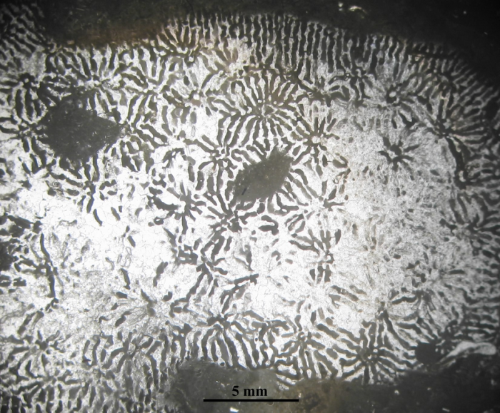Periseris elegantula type species of the genus Periseris elegantula type species of the genus