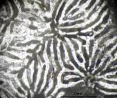 Periseris elegantula type species of the genus