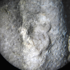 Dactylastrea incrustata