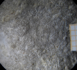 Dactylastrea incrustata