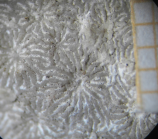 Dactylastrea incrustata