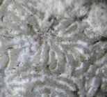 Dactylastrea incrustata