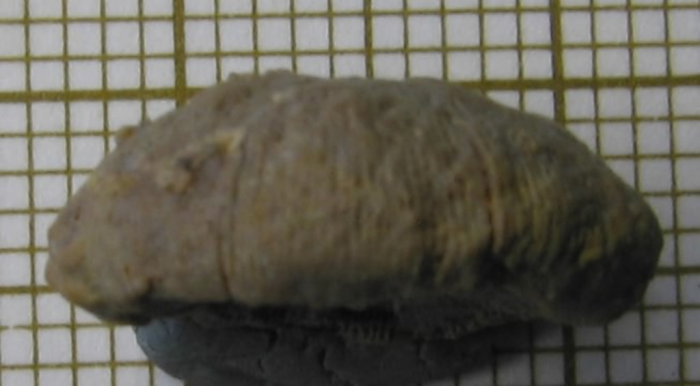 Chomatoseris sp. Chomatoseris sp.