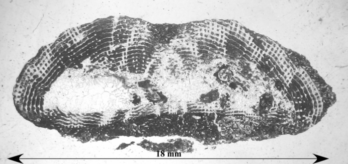Chomatoseris sp. Chomatoseris sp.