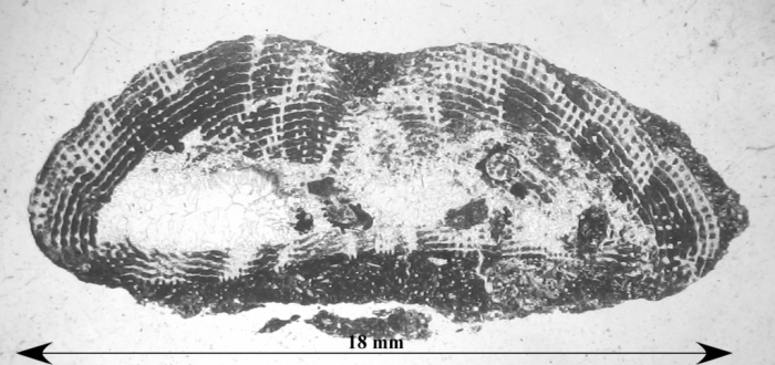 Chomatoseris sp.