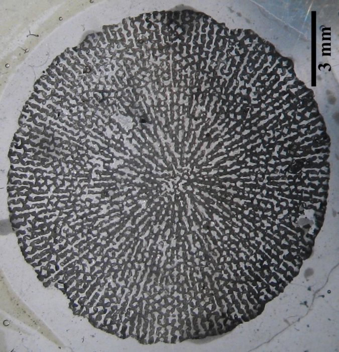 Chomatoseris sp. Chomatoseris sp.