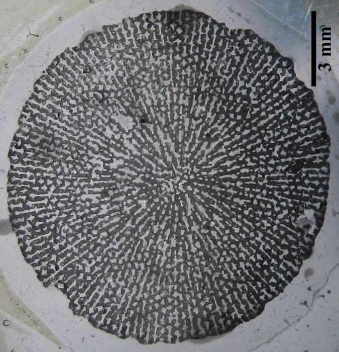 Chomatoseris sp.