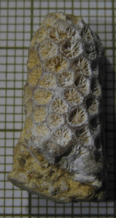 Dendrastrea dissimilis type species of the genus