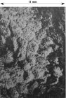 Holotype of Favitopsis harrensis type species of the genus