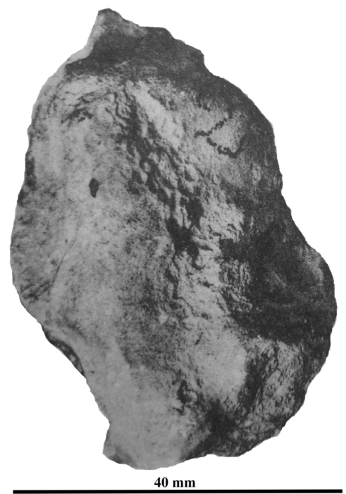 Holotype of Favitopsis harrensis type species of the genus