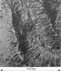 Holotype of Microphyllastraea karrenbergi type species of the genus