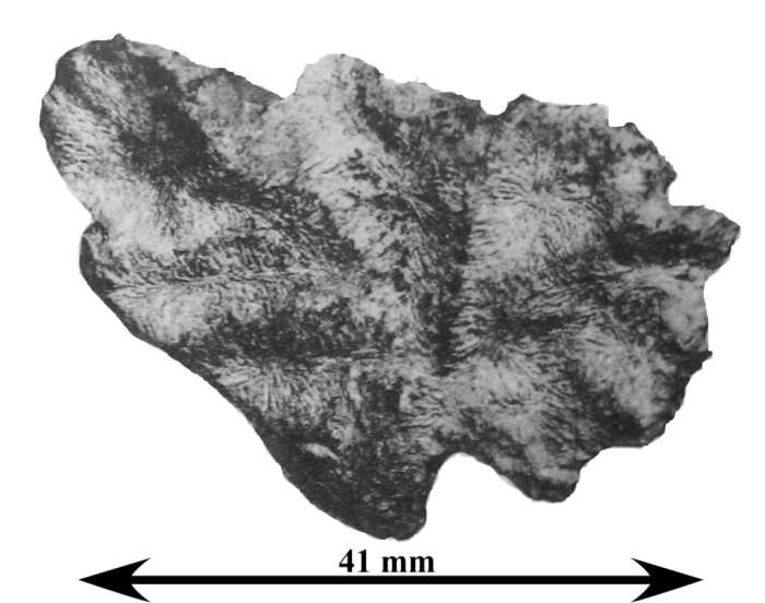 Holotype of Microphyllastraea karrenbergi type species of the genus