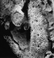 Dendraraea dendroidea