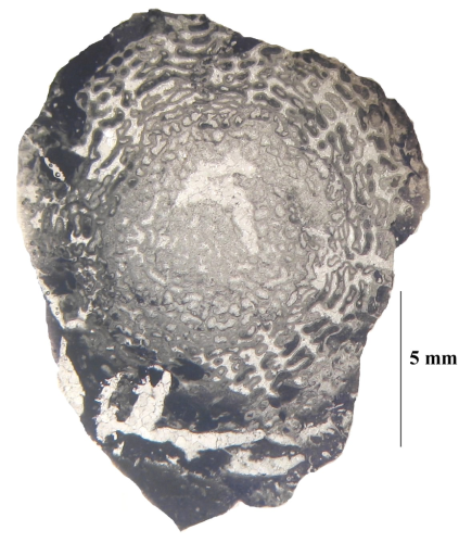 Dendraraea racemosa type species of the genus