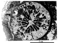 Holotype of Miscellosmilia famosa type species of the genus