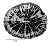 Paratype of Miscellosmilia famosa type species of the genus