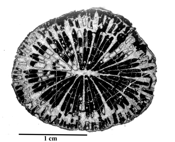 Paratype of Miscellosmilia famosa type species of the genus Paratype of Miscellosmilia famosa type species of the genus