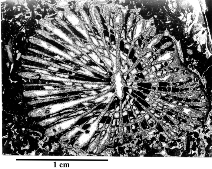 Paratype of Miscellosmilia famosa type species of the genus Paratype of Miscellosmilia famosa type species of the genus
