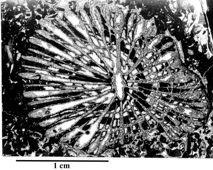 Paratype of Miscellosmilia famosa type species of the genus