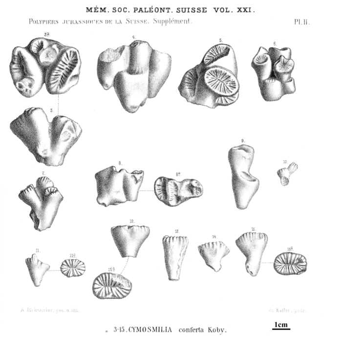 Syntypes of Cymosmilia conferta type species of the genus