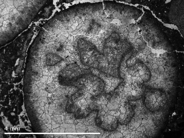 Holotype ofPleurophyllia gracilis Geyer 1955 type species of Cuneiphyllia