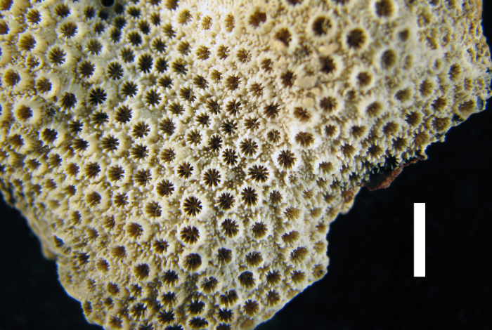 Holotype of Astrea microphthalma Lamarck Holotype of Astrea microphthalma Lamarck