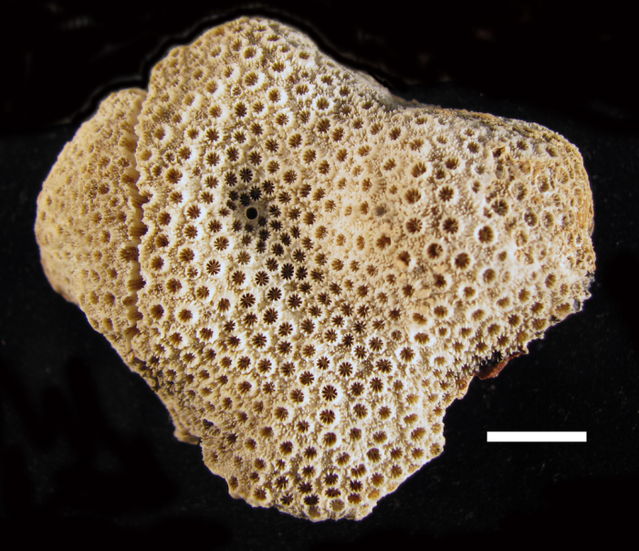 Holotype of Astrea microphthalma Lamarck Holotype of Astrea microphthalma Lamarck