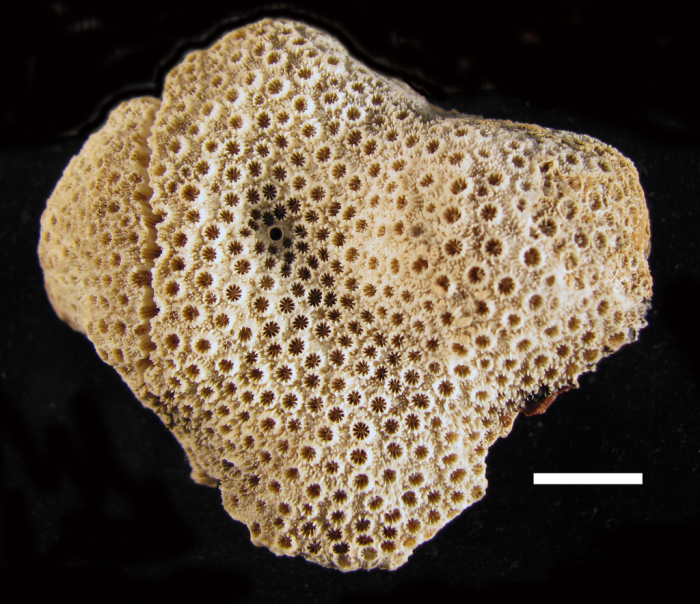 Holotype of Astrea microphthalma Lamarck