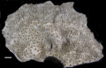 Anthozoa