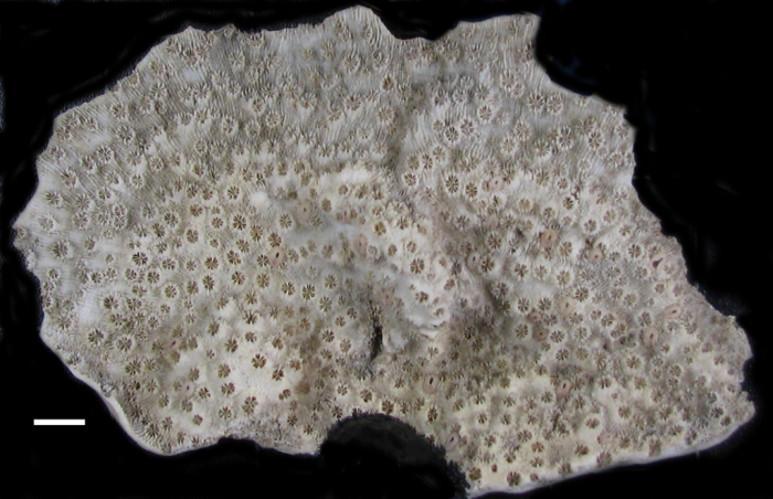 Holotype of Echinopora rosularia Lamarck Holotype of Echinopora rosularia Lamarck
