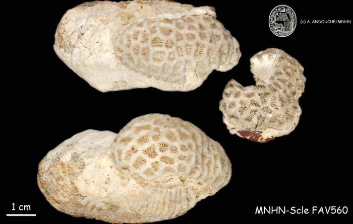 Neotype of Madrepora fragum Esper Neotype of Madrepora fragum Esper