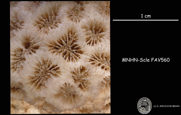 Neotype of Madrepora fragum Esper Neotype of Madrepora fragum Esper