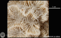 Anthozoa