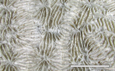 Holotype of Mycetophyllia lamarckiana Milne Edwards & Haime