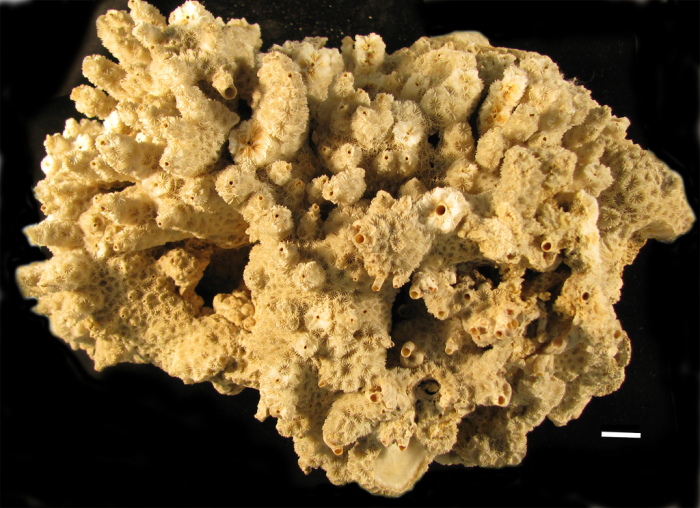 Holotype of Leptastrea roissyana Milne Edwards & Haime Holotype of Leptastrea roissyana Milne Edwards & Haime