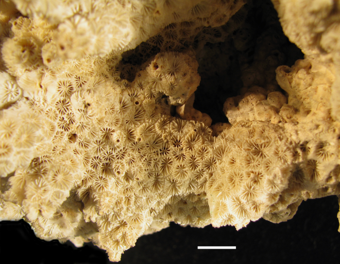 Holotype of Leptastrea roissyana Milne Edwards & Haime